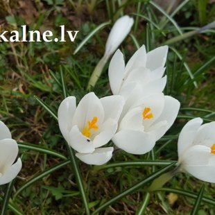 Spring flowers in Milzkalne